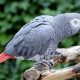 African Grey Parrot
