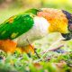 Caique Parrot