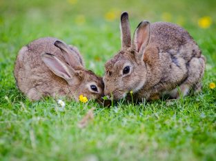 Mini Lop Rabbits