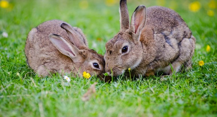 Mini Lop Rabbits